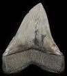Serrated, Fossil Megalodon Tooth - South Carolina #41808-2
